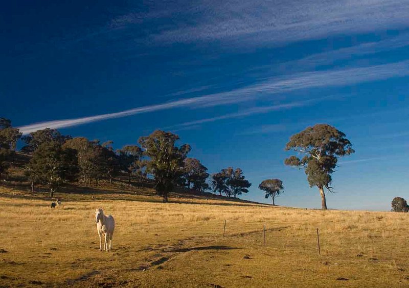 white horse.jpg